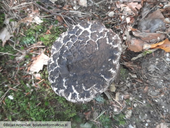 Strobilomyces strobilaceus