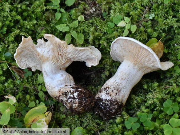 Aspropaxillus candidus