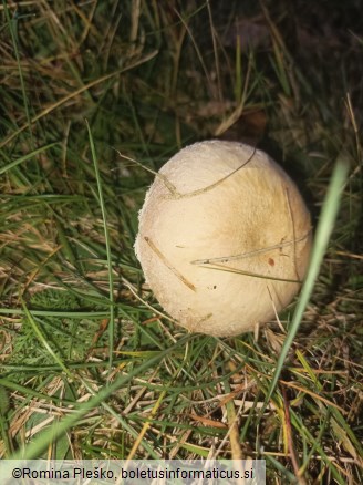 Lactarius pubescens