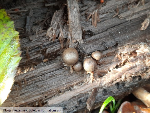 Lycogala epidendrum