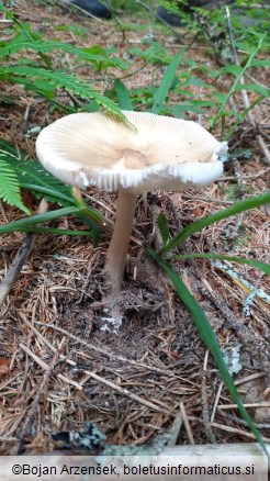 Amanita submembranacea