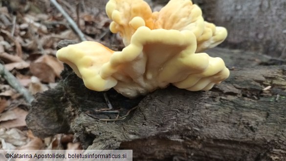 Laetiporus sulphureus