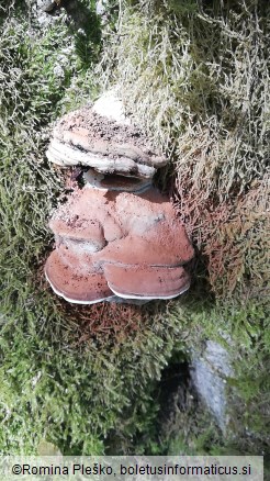 Ganoderma applanatum