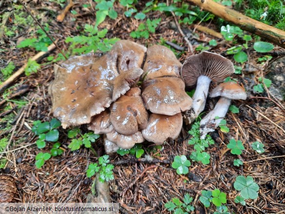 Cortinarius infractus