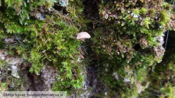 Mycena meliigena