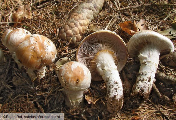 Cortinarius claricolor