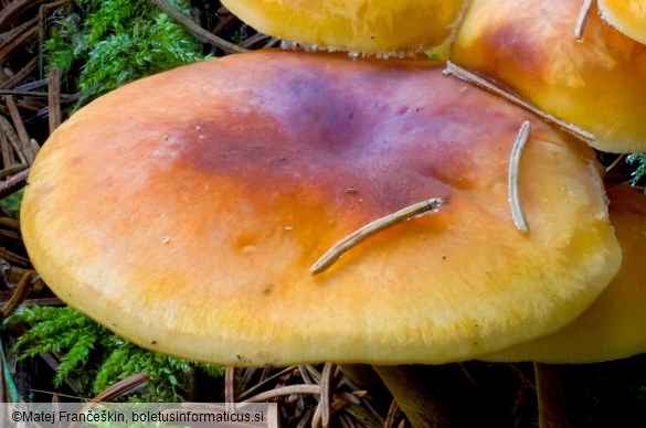 Flammulina elastica