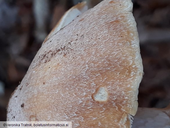 Cortinarius caperatus