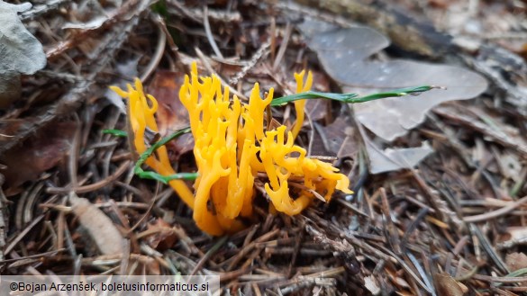 Calocera viscosa