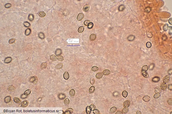 Deconica crobula
