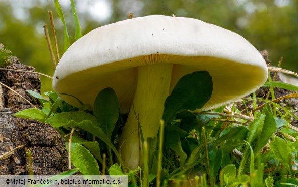 Pluteus pellitus