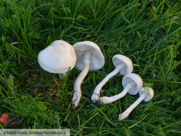 Leucoagaricus leucothites