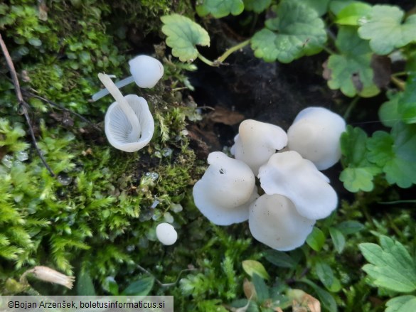 Hemimycena cucullata