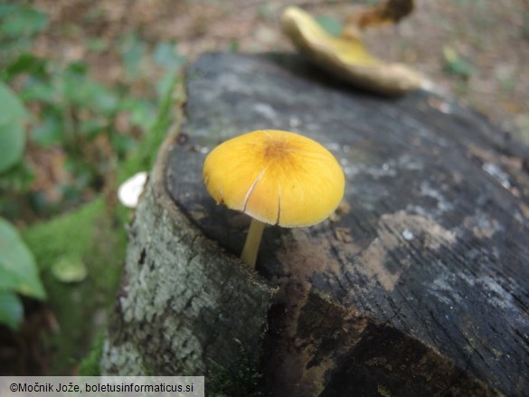 Pluteus leoninus