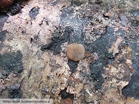 Adelphella babingtonii