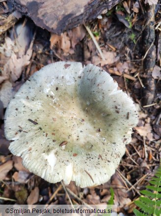 Russula aeruginea