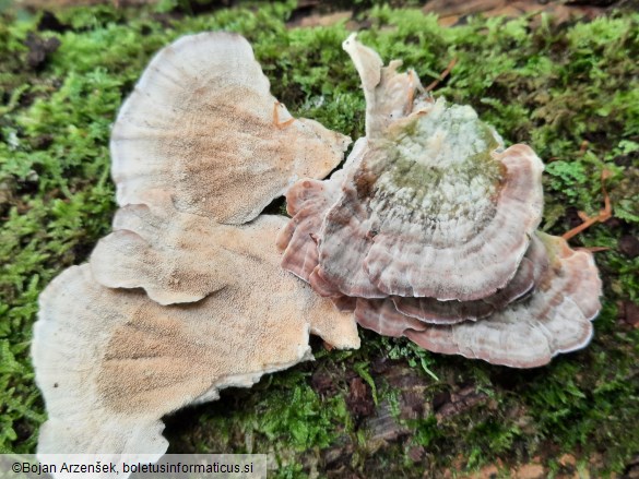 Trichaptum biforme