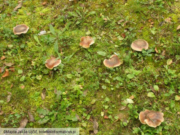 Leucopaxillus mirabilis