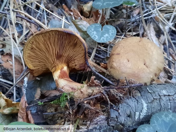 Paxillus involutus