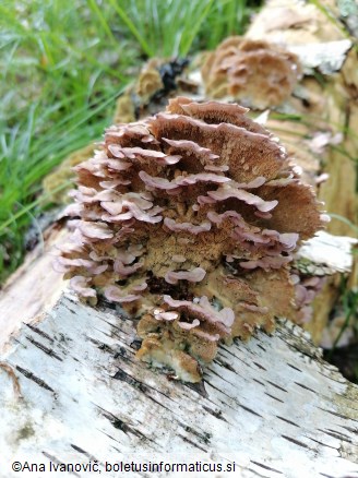 Trichaptum biforme