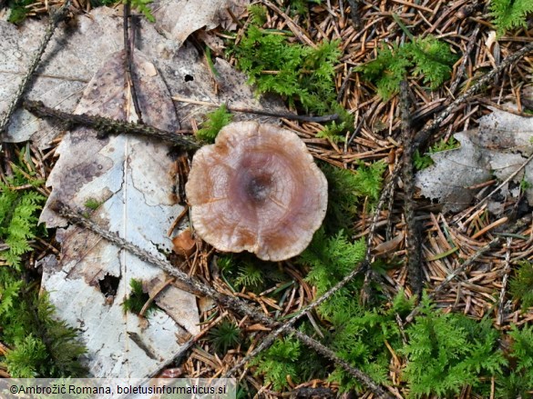 Rhizocybe pruinosa