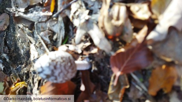 Coprinopsis picacea