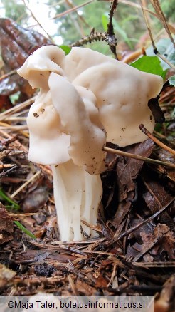 Helvella crispa