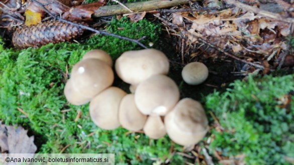 Lycoperdon pyriforme