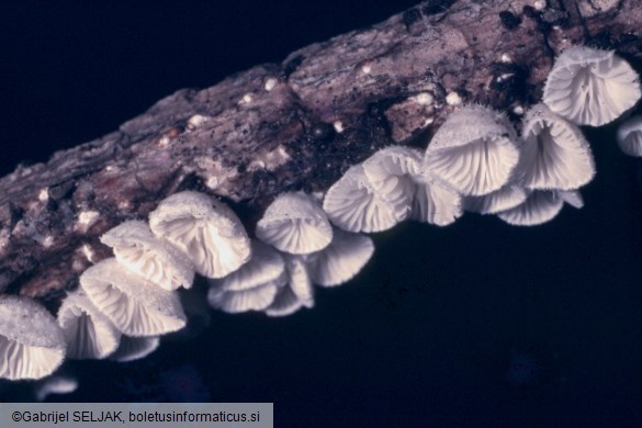 Chaetocalathus craterellus