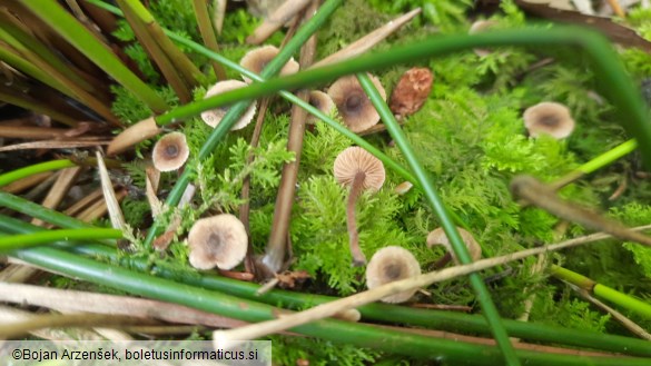 Inocybe petiginosa