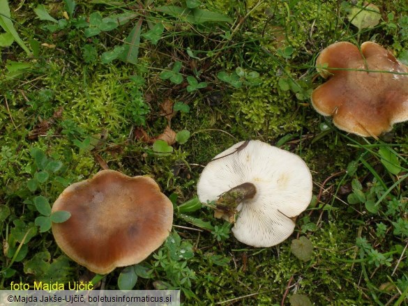 Leucopaxillus mirabilis