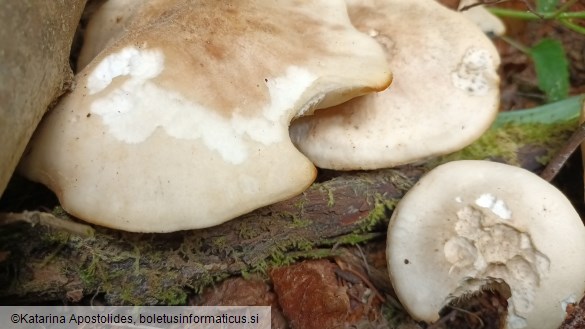 Calocybe gambosa