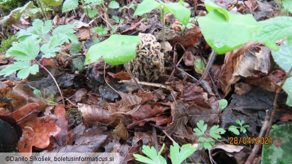 Morchella vulgaris