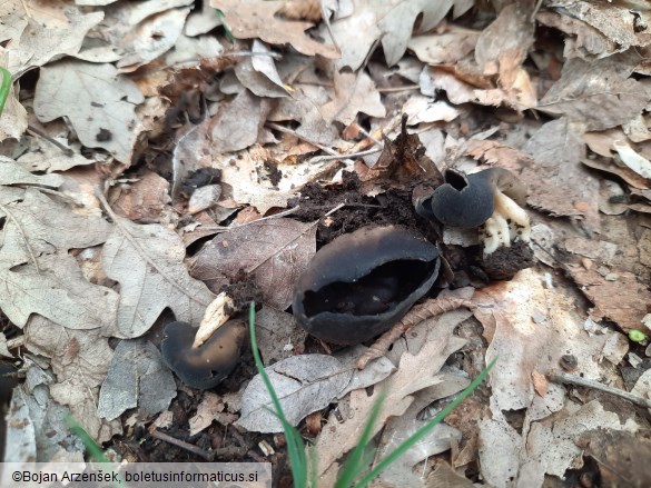 Helvella queletii