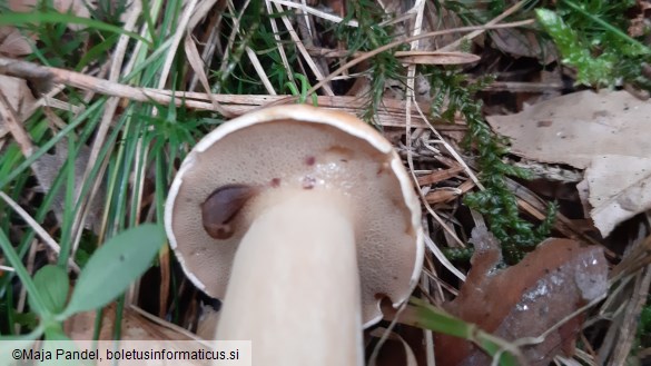 Suillus variegatus