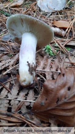 Russula sardonia