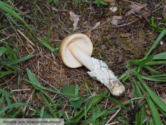 Amanita crocea