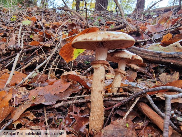 Hebeloma radicosum