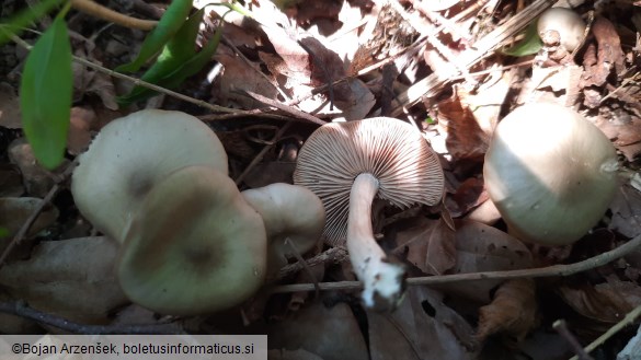 Entoloma