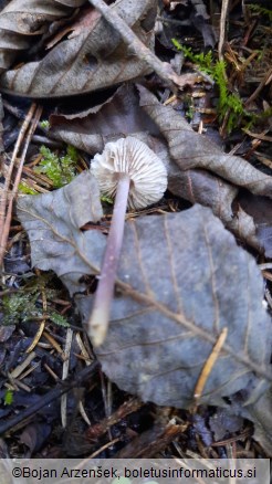 Mycena pura