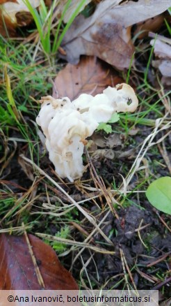 Helvella crispa