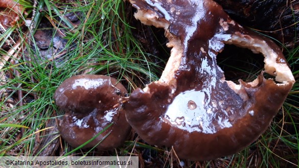 Lactarius picinus