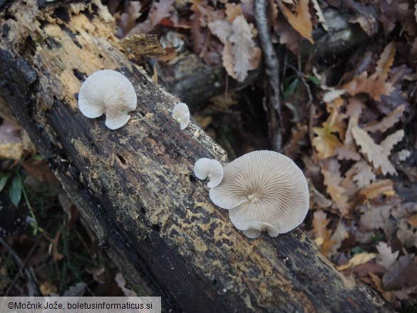 Crepidotus mollis