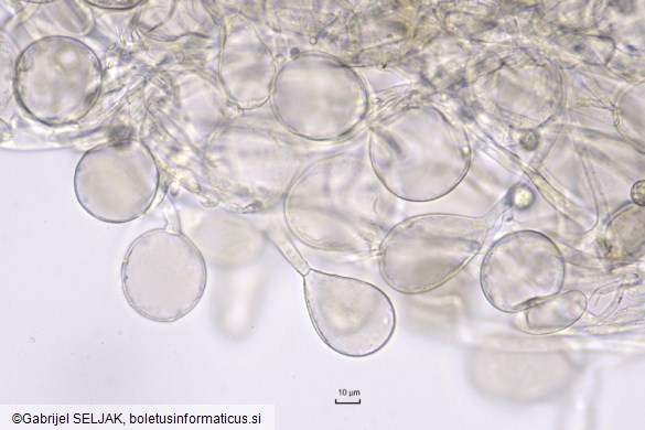 Amanita submembranacea