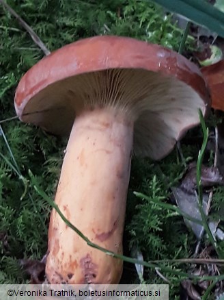 Lactifluus volemus