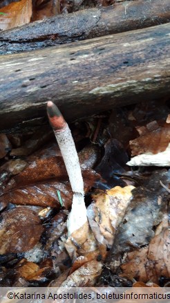 Mutinus caninus