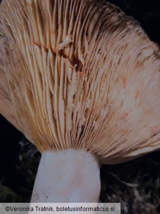 Lactarius pterosporus