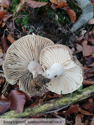 Russula adusta