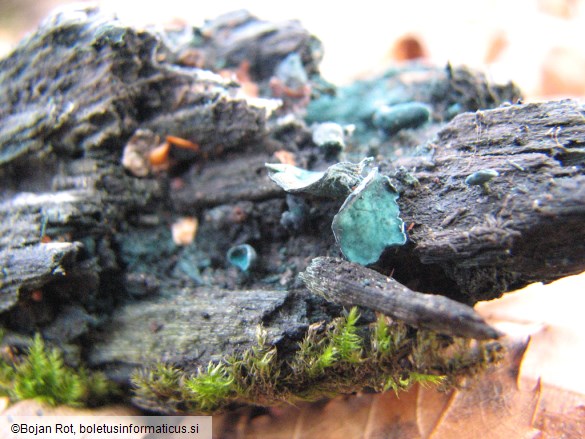 Chlorociboria aeruginascens