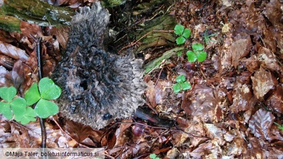 Strobilomyces strobilaceus